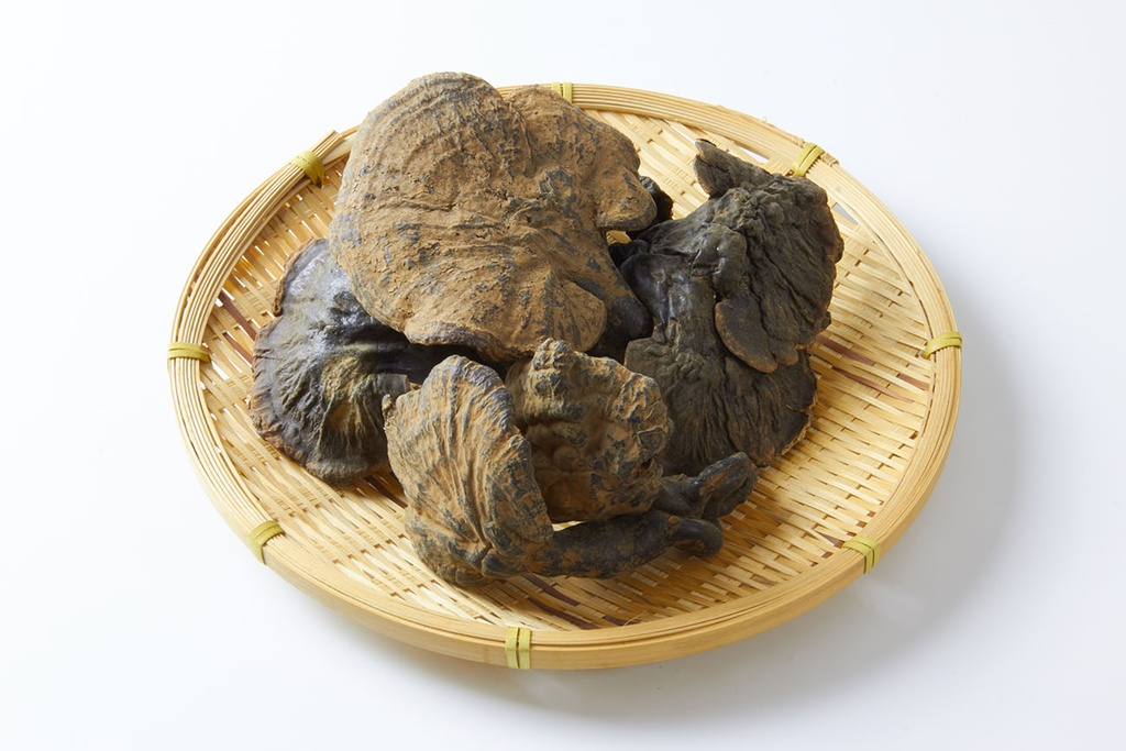 西藏野山靈芝