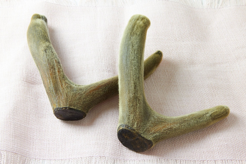 頭水二杠茸鹿茸角